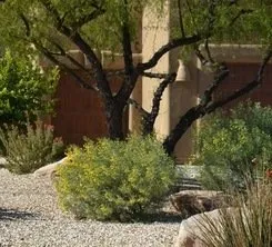 Affordable landscape installation in Lancaster, CA by Frank Mattison Landscape