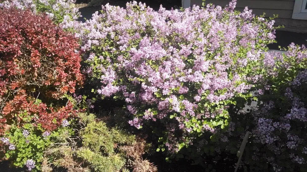 Reliable lawn mowing service in Downers Grove, IL by Frank Savino Landscape