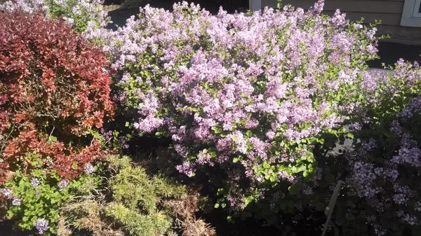 Frank Savino Landscape