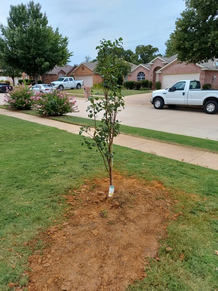 Professional residential landscaping for outdoor upgrades across Denton, TX - Frank York
