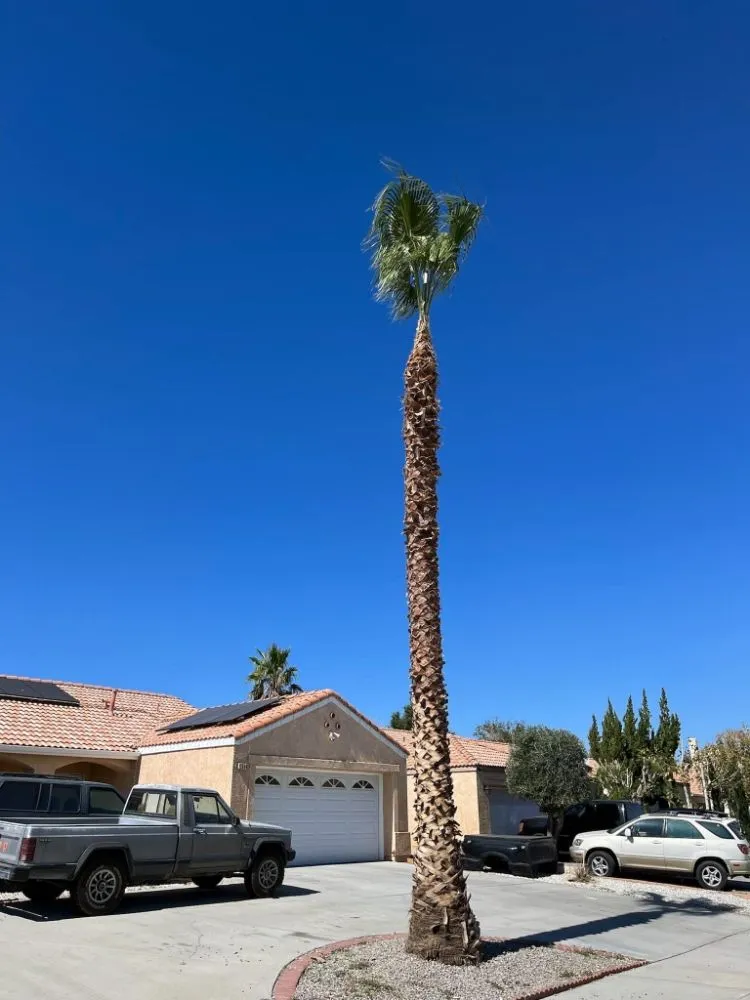 Reliable lawn mowing service for outdoor upgrades in Hesperia, CA by Franken’s Landscaping