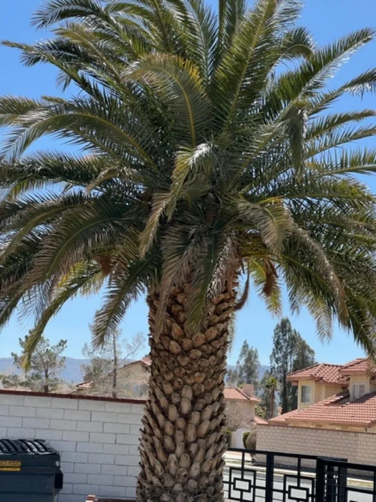 Custom landscape design for homes across Hesperia, CA - Franken’s Landscaping