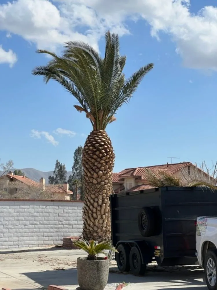 Trusted outdoor landscaping for residential properties in Hesperia, CA by Franken’s Landscaping