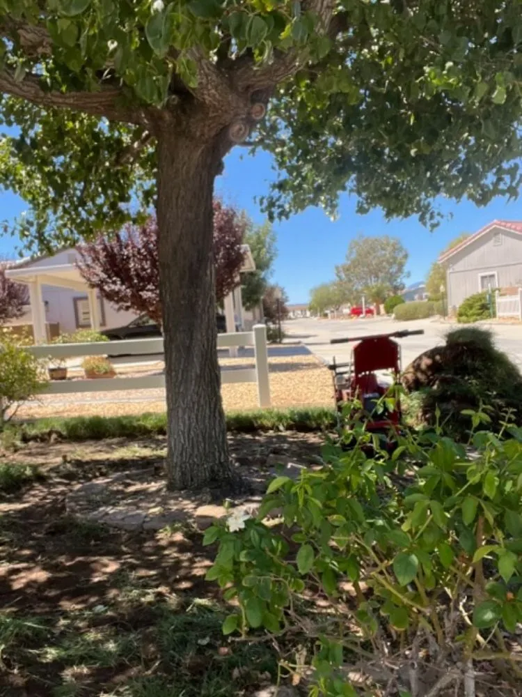 Professional outdoor landscaping in Hesperia, CA - Franken’s Landscaping