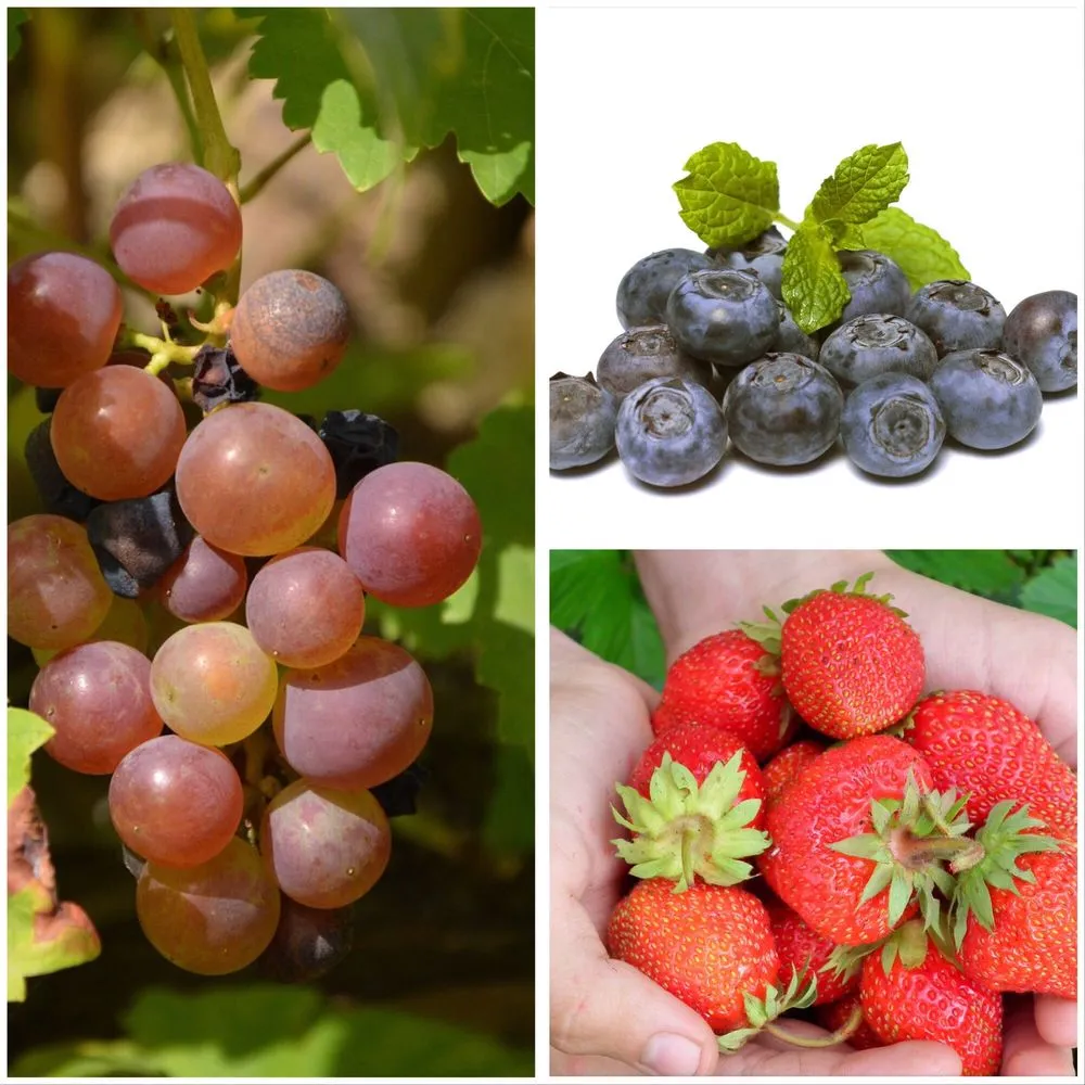 Affordable landscape installation for beautiful yards across Henderson, NC - Franklin Brothers Nursery and Greenhouses