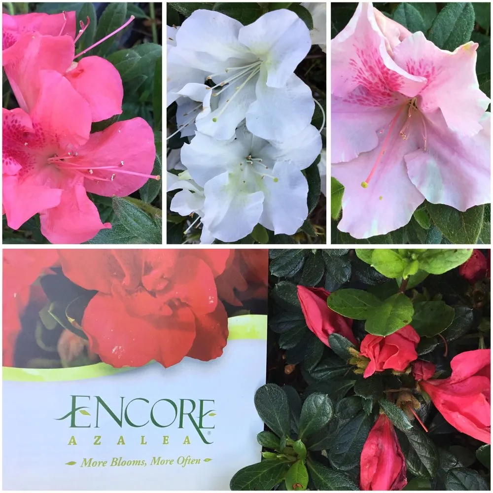 Trusted residential landscaping experts serving Henderson, NC - Franklin Brothers Nursery and Greenhouses