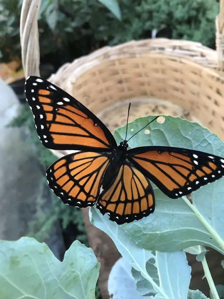 Affordable lawn mowing service in Henderson, NC by Franklin Brothers Nursery and Greenhouses