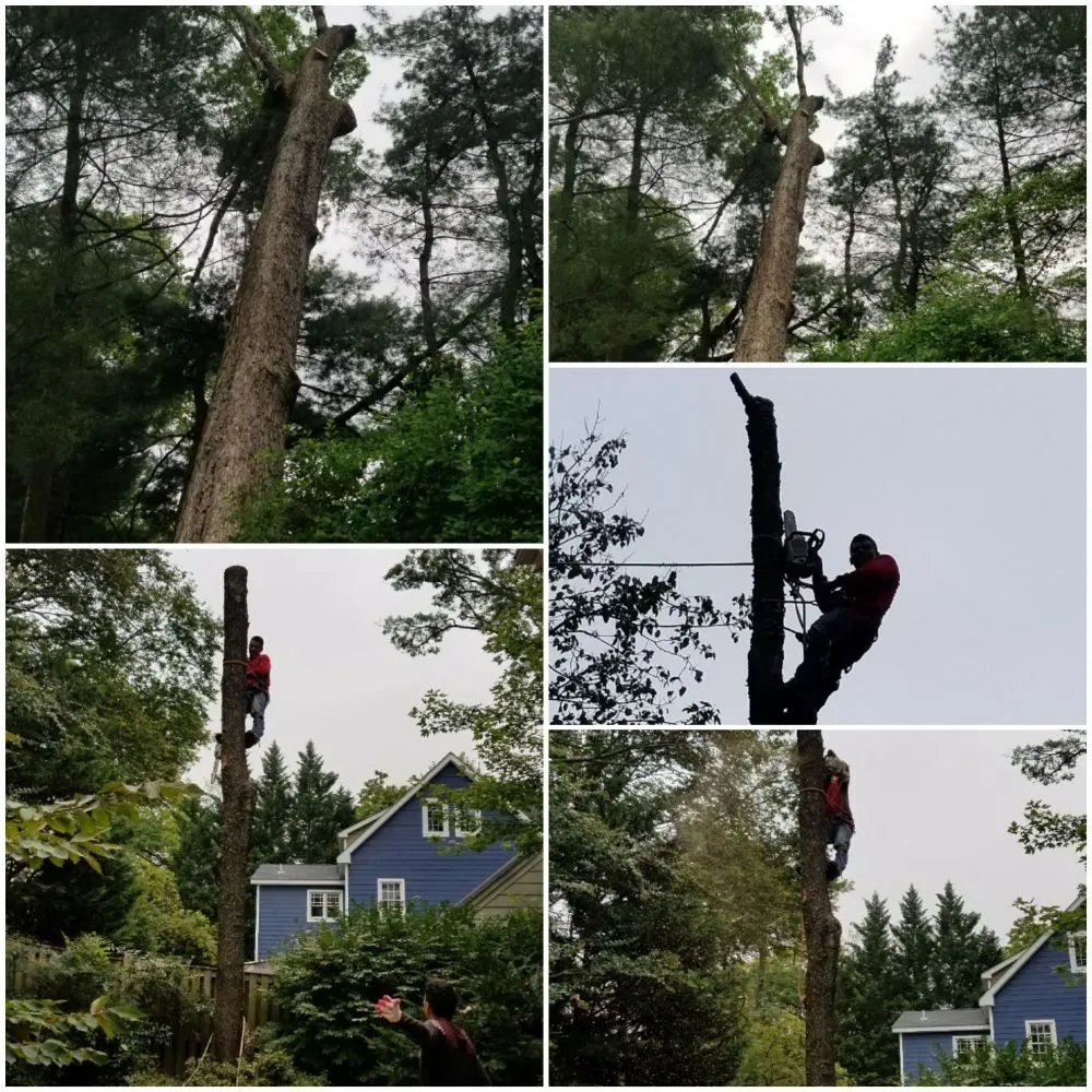 Professional landscaping services for beautiful yards in North Springfield, VA by Franklin Landscaping