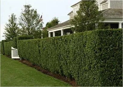 Reliable lawn mowing service experts serving Belmont, NC - Franklin Lawn and Landscaping