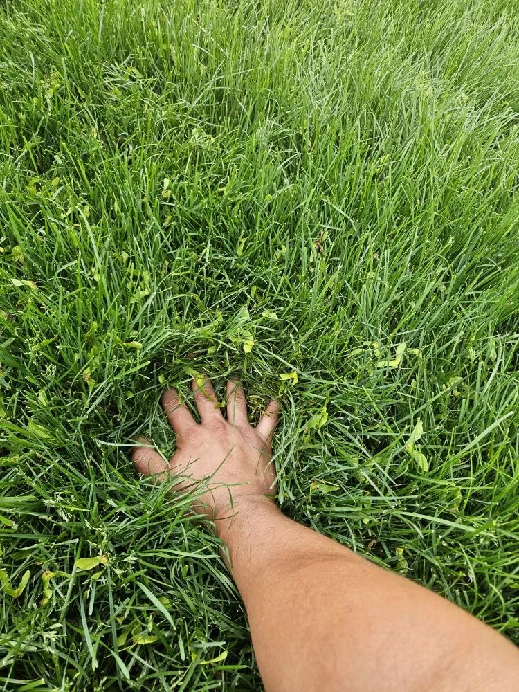 Professional lawn mowing service near you in Westbury, NY by Franklin Lawn Care