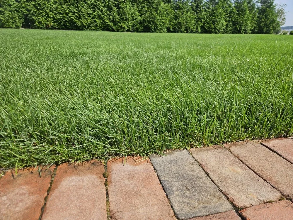 Expert lawn care service in Westbury, NY by Franklin Lawn Care