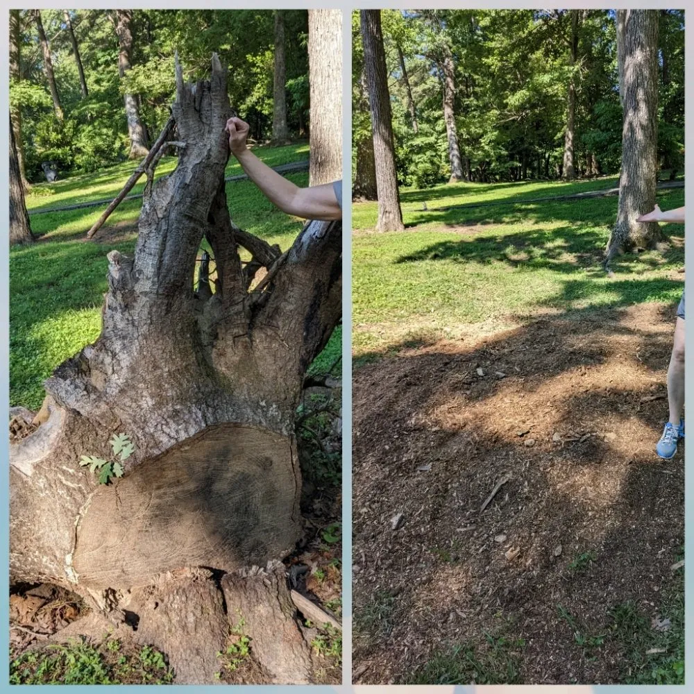 Local landscaping services experts serving North Chesterfield, VA - Franklin Stump Grinding