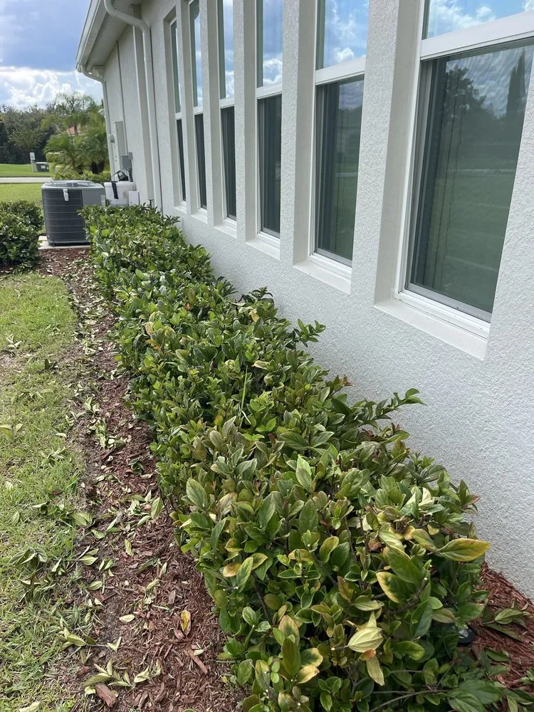 Expert yard cleanup service experts serving New Port Richey, FL - Frank's All in One Services