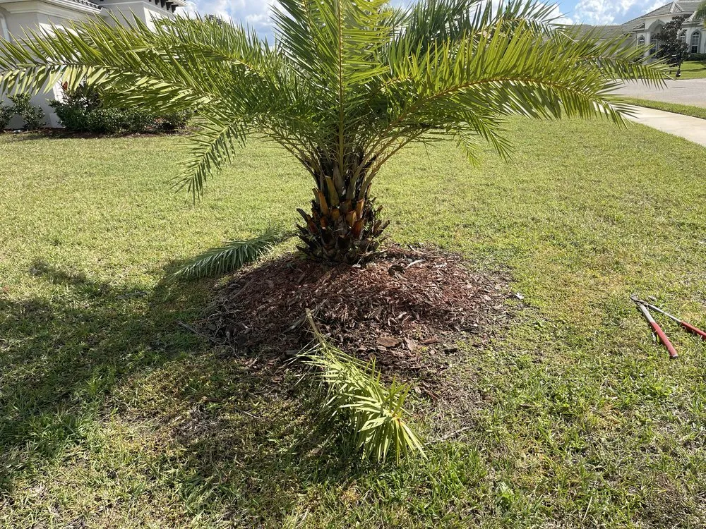 Trusted yard maintenance in New Port Richey, FL - Frank's All in One Services