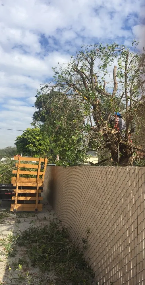 Trusted yard maintenance for outdoor upgrades across Lomita, CA - Frank's Artscaping