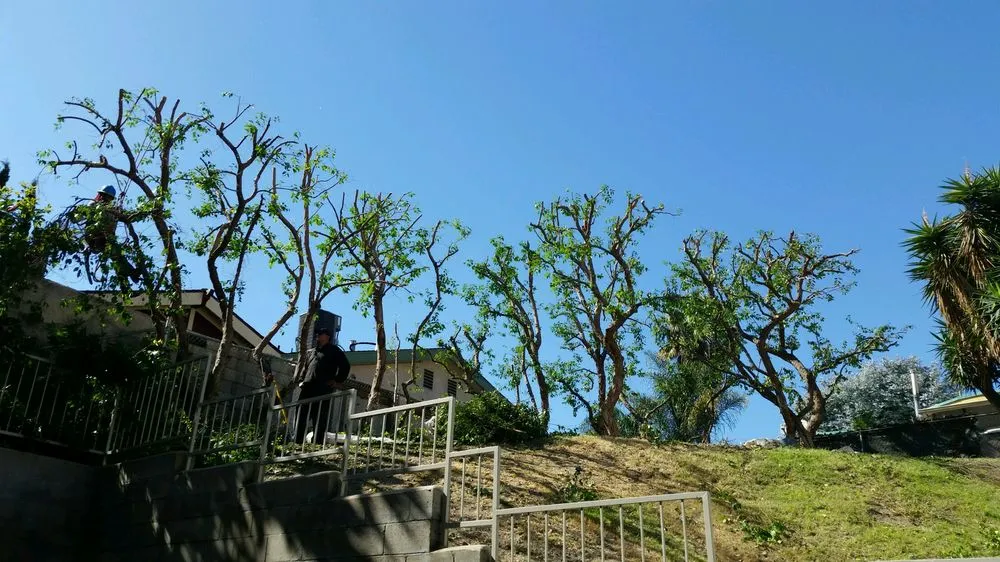 Professional outdoor landscaping with custom design across Lomita, CA - Frank's Artscaping