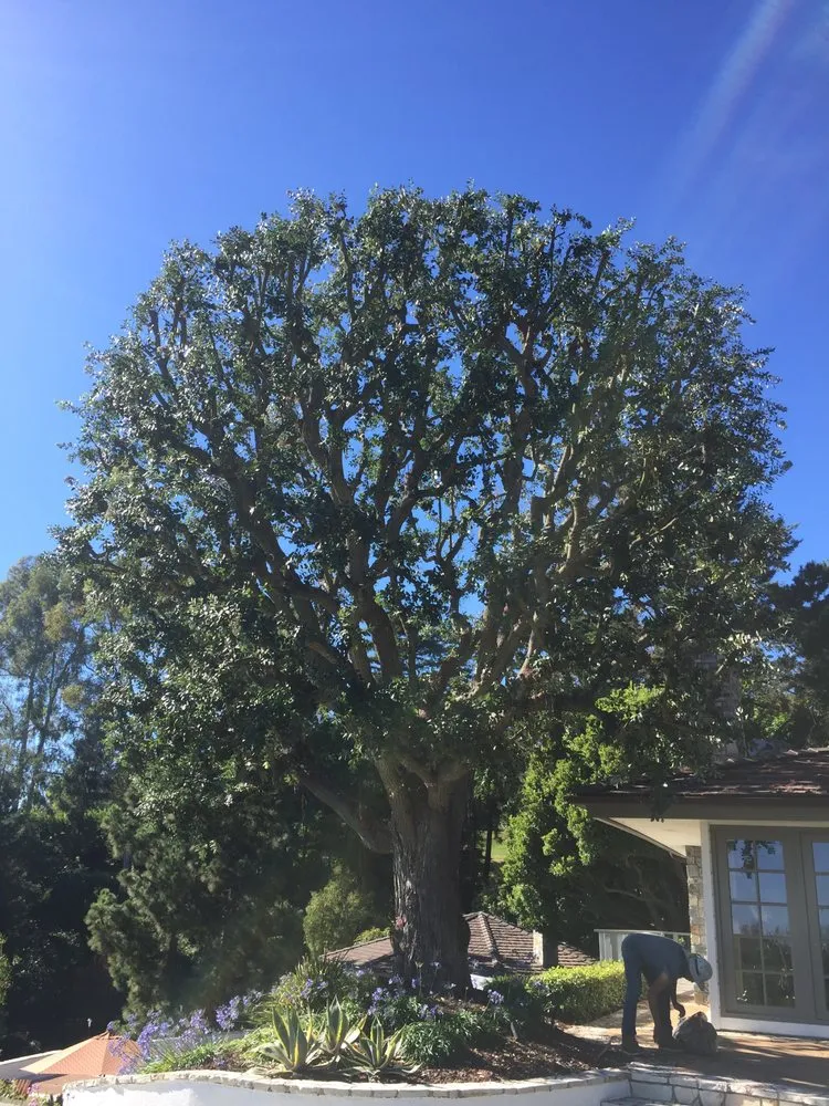 Professional outdoor landscaping in Lomita, CA - Frank's Artscaping