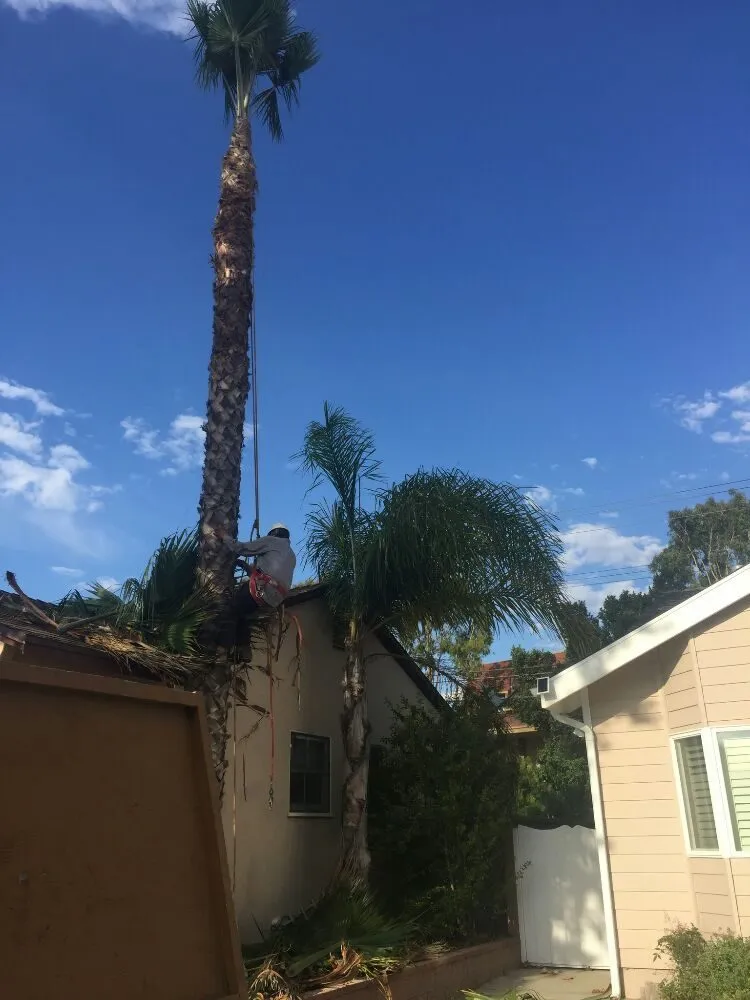 Local landscape design experts serving Lomita, CA - Frank's Artscaping