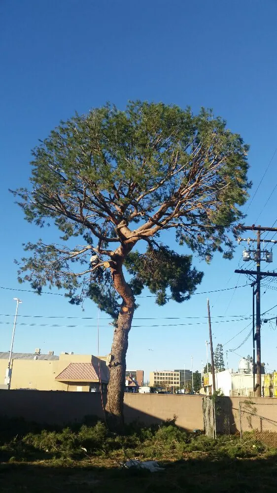 Reliable lawn care service for outdoor upgrades across Lomita, CA - Frank's Artscaping