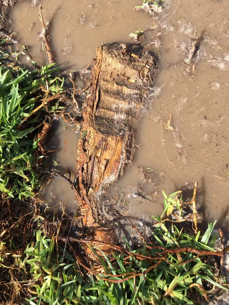 Local lawn care service for year-round maintenance in La Palma, CA by Frank's Gardening Service