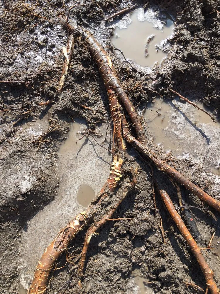 Reliable yard cleanup service for homes in La Palma, CA by Frank's Gardening Service