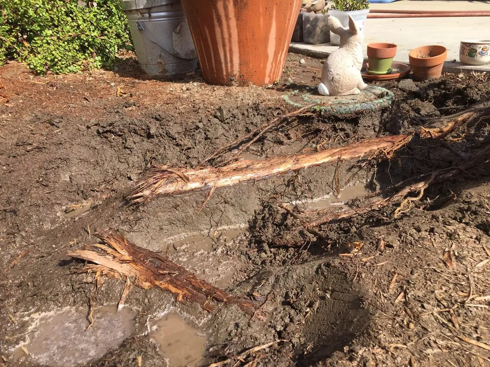 Expert outdoor landscaping for homes across La Palma, CA - Frank's Gardening Service