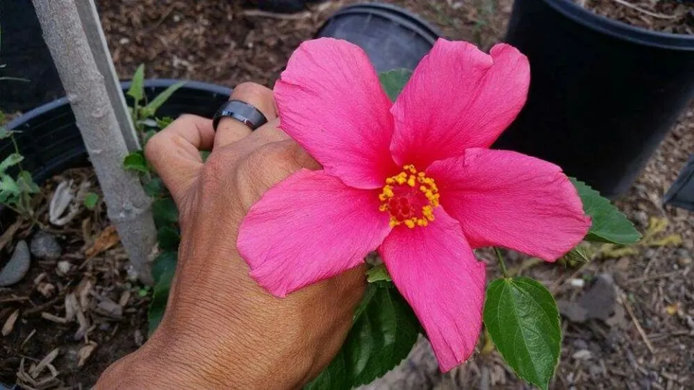 Local lawn mowing service in Whittier, CA - Franks Landscape Design