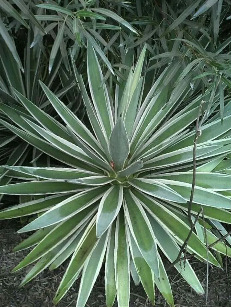 Expert landscape design in Whittier, CA - Franks Landscape Design