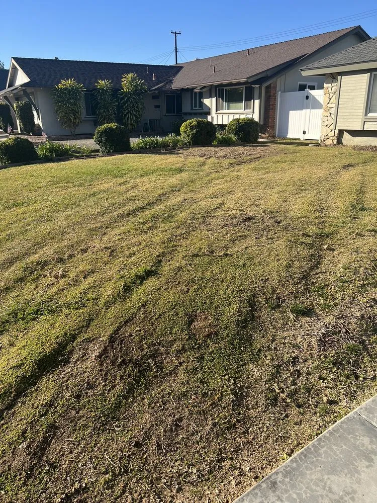 Expert yard maintenance in Whittier, CA by Franks Landscape Design