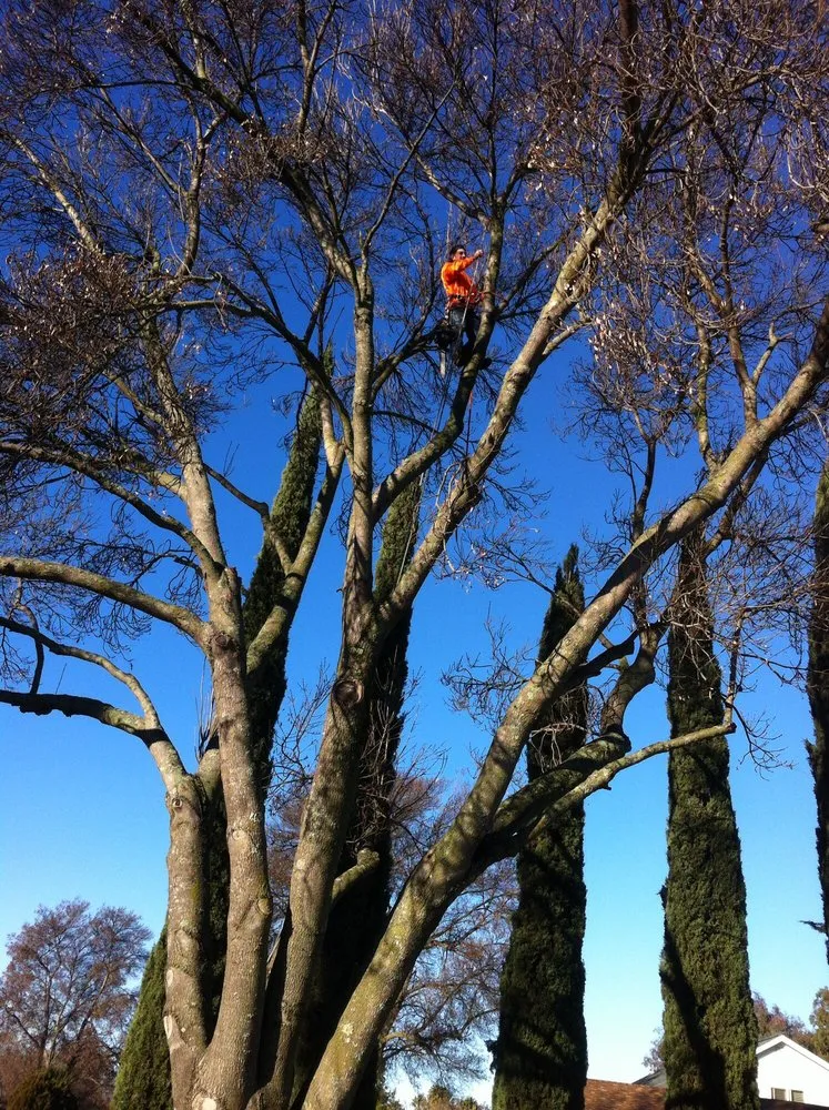 Trusted yard cleanup service experts serving Napa, CA - Frank's Landscaping and Concrete