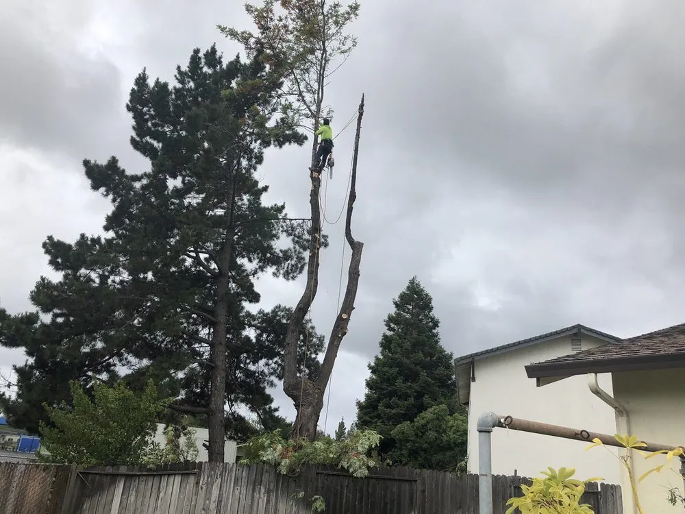 Top-rated lawn mowing service near you in Napa, CA by Frank's Landscaping and Concrete