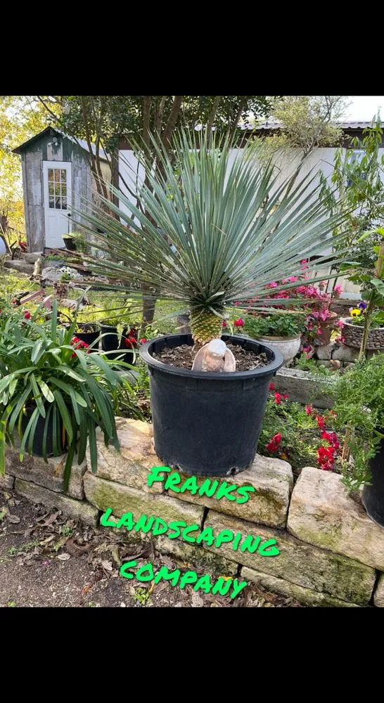 Trusted yard cleanup service in New Braunfels, TX - Franks Landscaping Company