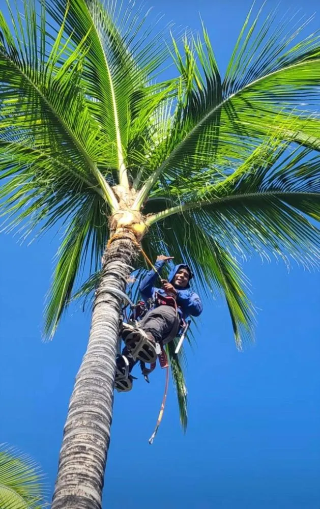 Professional outdoor landscaping in Kailua-Kona, HI - Frank's Landscaping