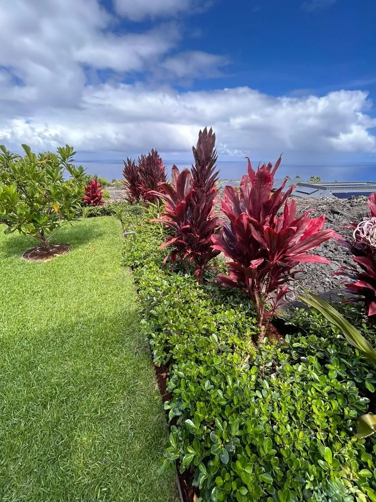 Top-rated yard cleanup service in Kailua-Kona, HI by Frank's Landscaping