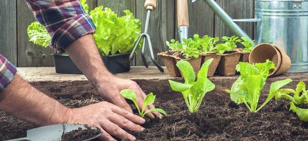 Professional yard cleanup service in Miami, FL - Frank's Lawn & Tree Service