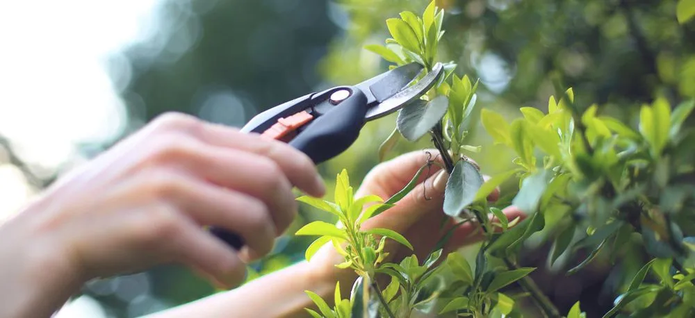 Reliable landscape installation experts serving Miami, FL - Frank's Lawn & Tree Service