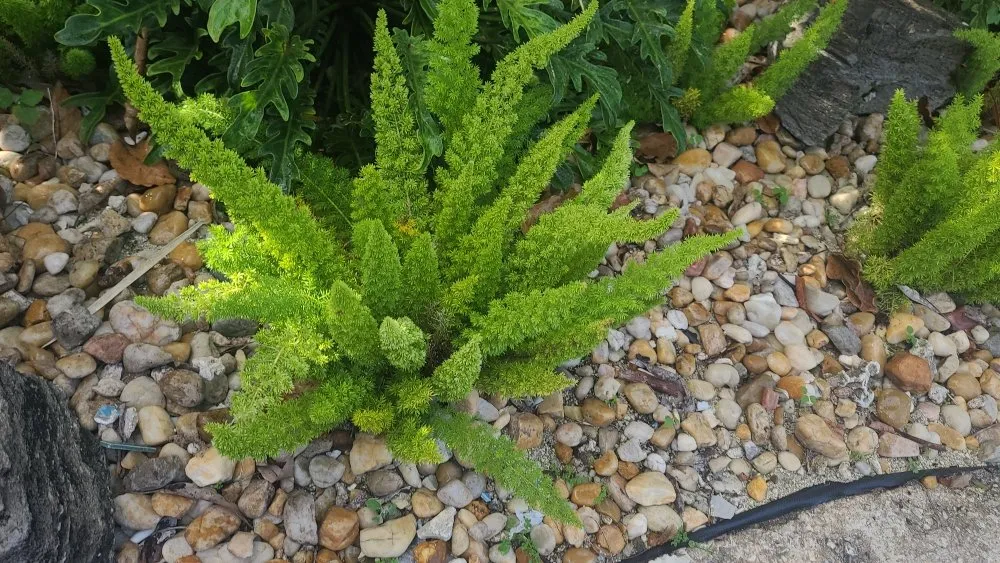 Professional yard maintenance for beautiful yards across Homestead, FL - Frank's Lawn Care