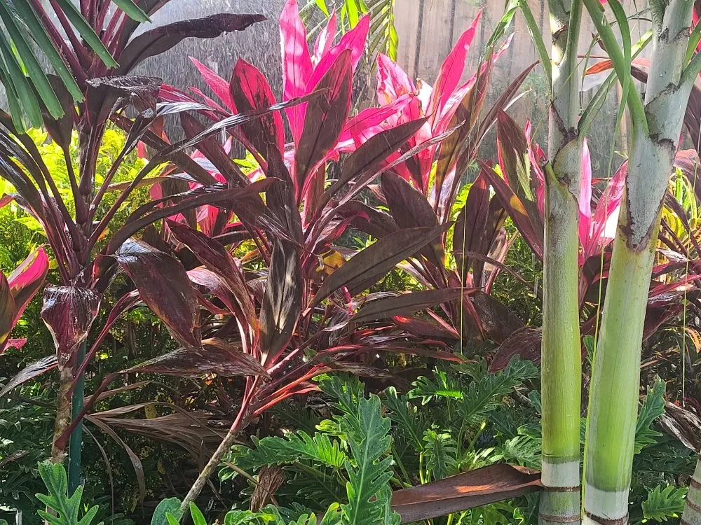 Top-rated lawn mowing service for homes across Homestead, FL - Frank's Lawn Care