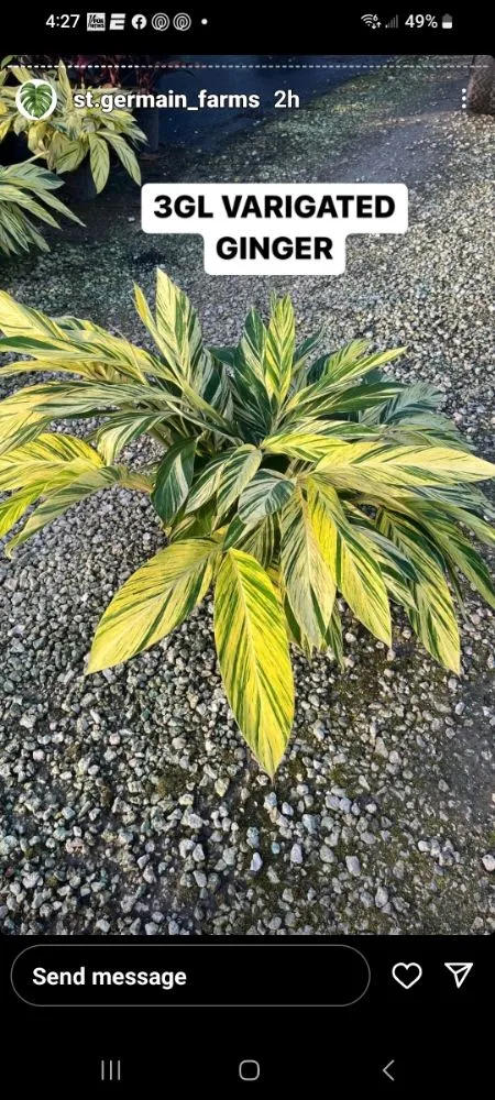 Reliable lawn mowing service for beautiful yards across Homestead, FL - Frank's Lawn Care