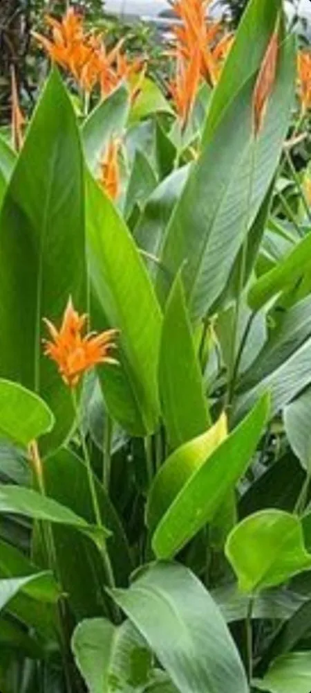 Expert garden landscaping in Homestead, FL by Frank's Lawn Care