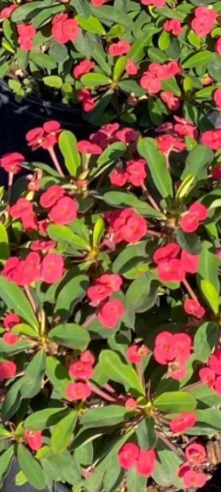 Affordable outdoor landscaping for residential properties across Homestead, FL - Frank's Lawn Care