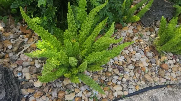 Frank's Lawn Care Logo