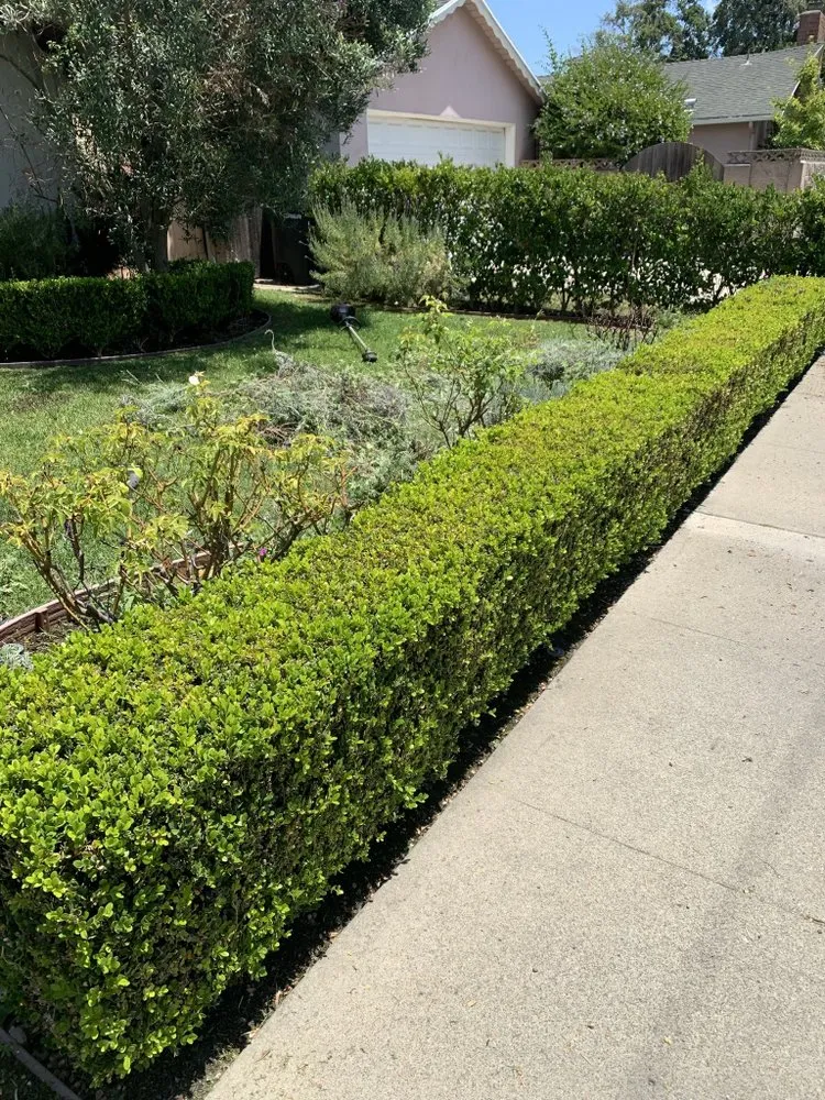 Trusted lawn care service for beautiful yards across Los Angeles, CA - Frank’s lawn services and maintenance