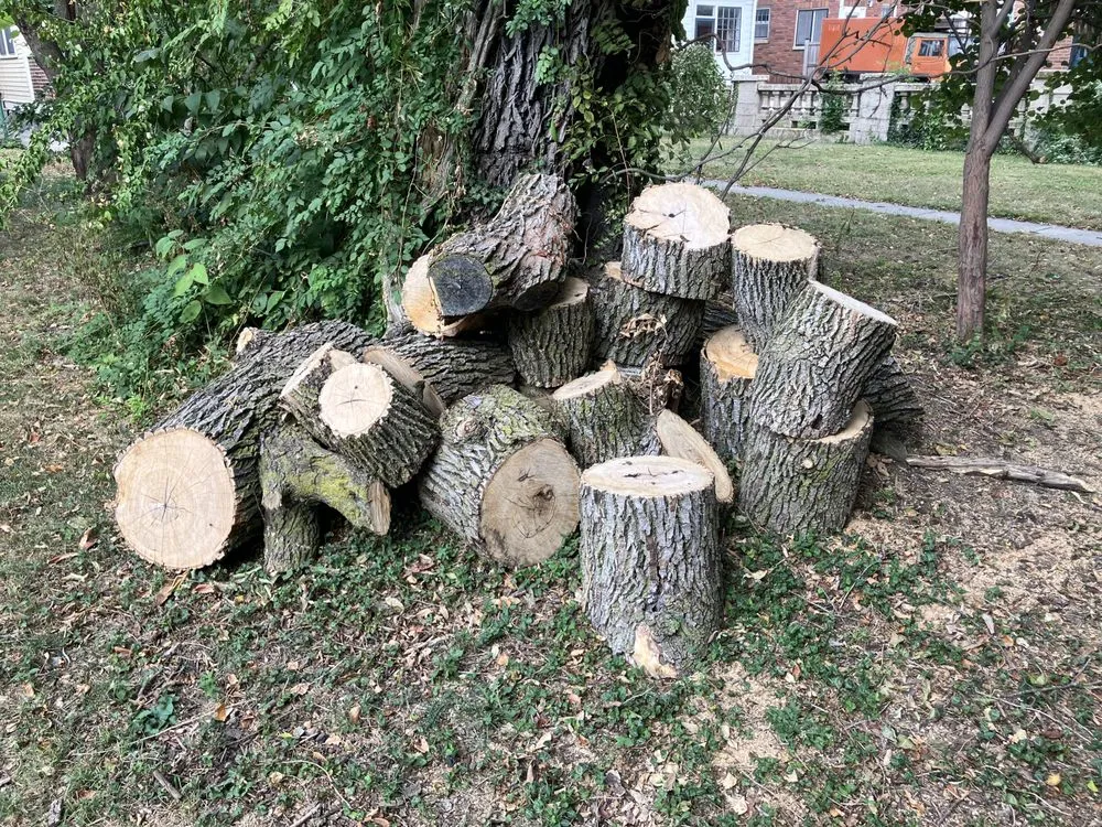 Trusted yard cleanup service in Indianapolis, IN by Franks Tree & Landscape