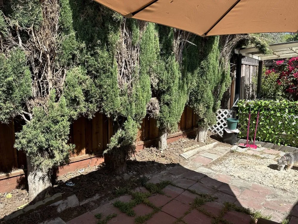 Top-rated landscaping services with custom design across San Jose, CA - Frank's Yard Clean-Up