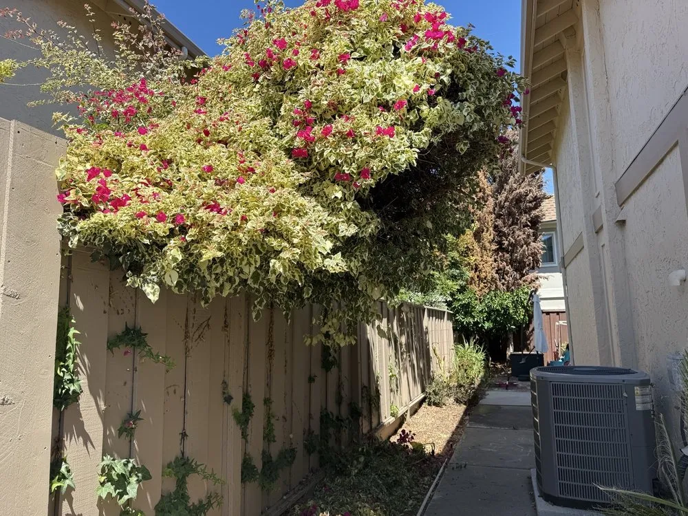 Affordable landscape installation for beautiful yards across San Jose, CA - Frank's Yard Clean-Up
