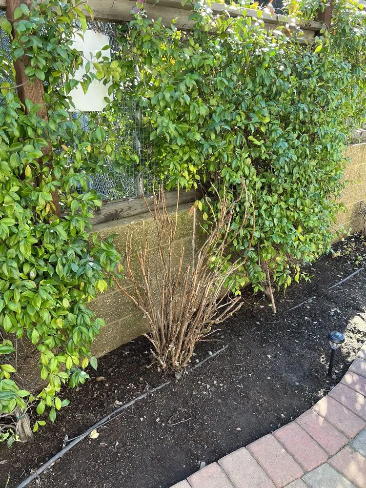 Affordable landscaping services in San Jose, CA - Frank's Yard Clean-Up