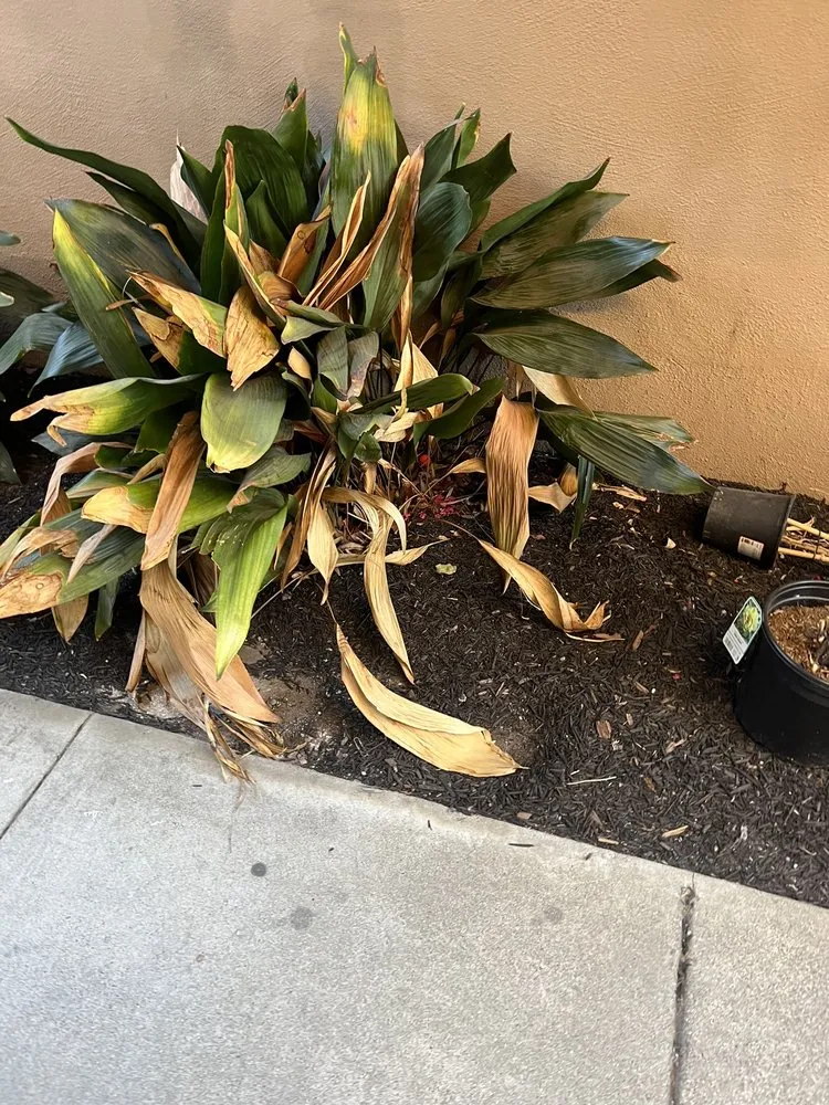 Custom lawn care service for outdoor upgrades in San Jose, CA by Frank's Yard Clean-Up