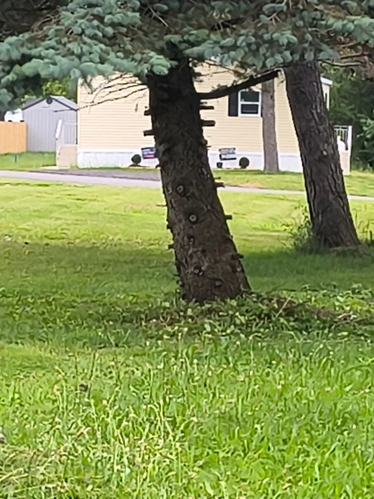 Local garden landscaping for beautiful yards in Madison, NY by Frazier And Son's Landscaping