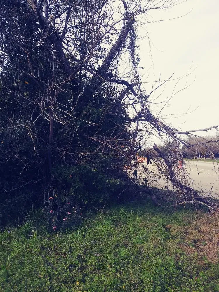 Custom yard maintenance experts serving Summerville, SC - Frazier's Lawn Management